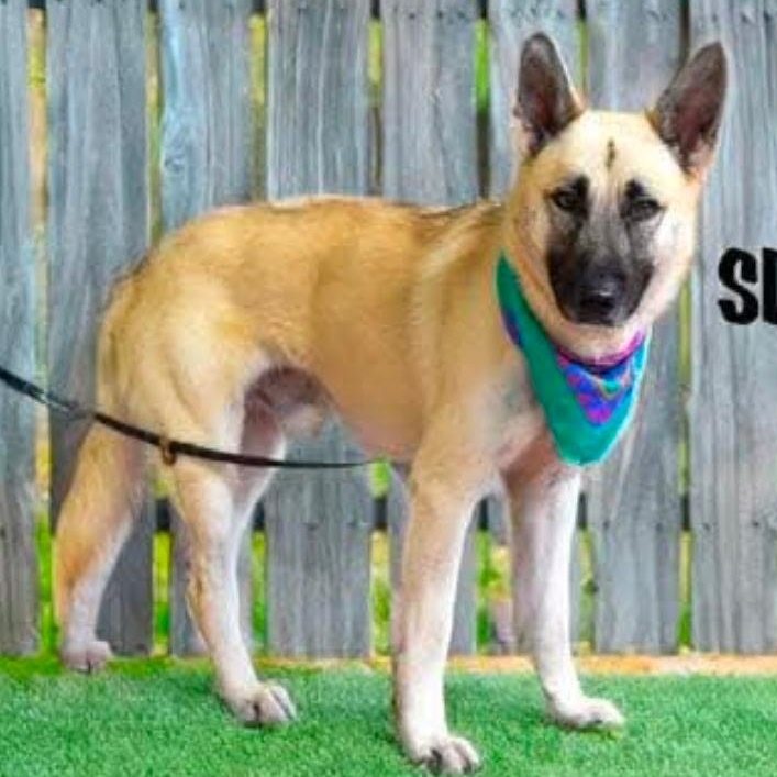 SLATER, a Adoptable German Shepherd Dog in Weatherford, TX image 1/4