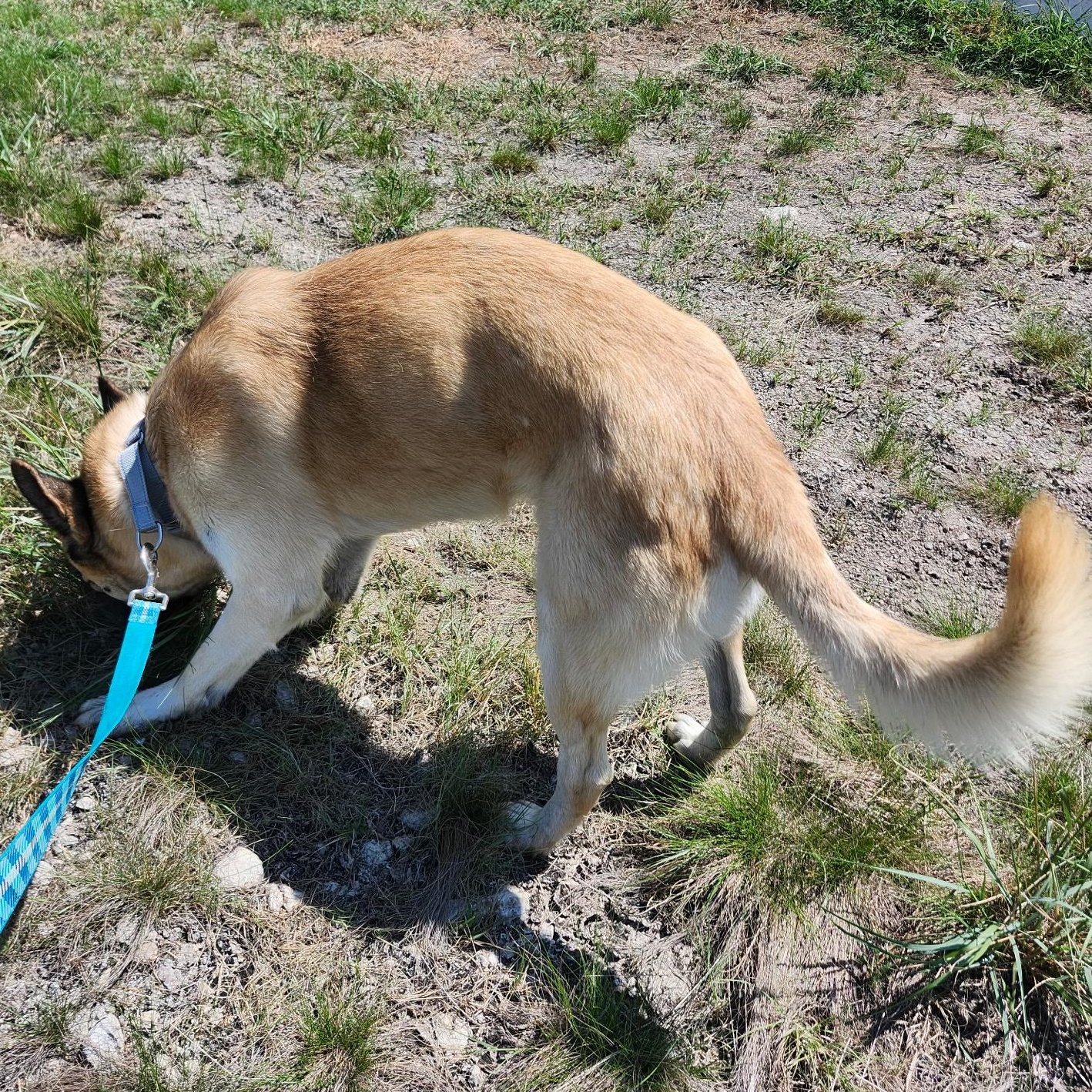 SLATER, a Adoptable German Shepherd Dog in Weatherford, TX image 2/4