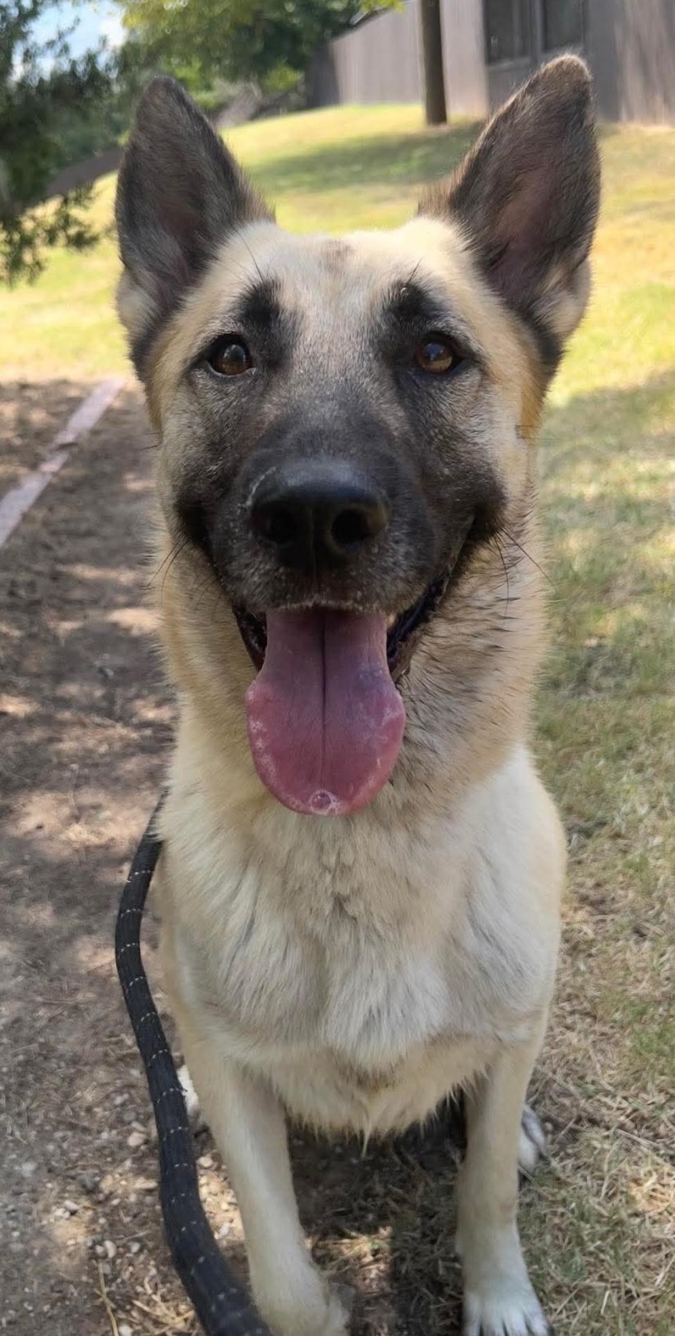 SLATER, a Adoptable German Shepherd Dog in Weatherford, TX image 3/4