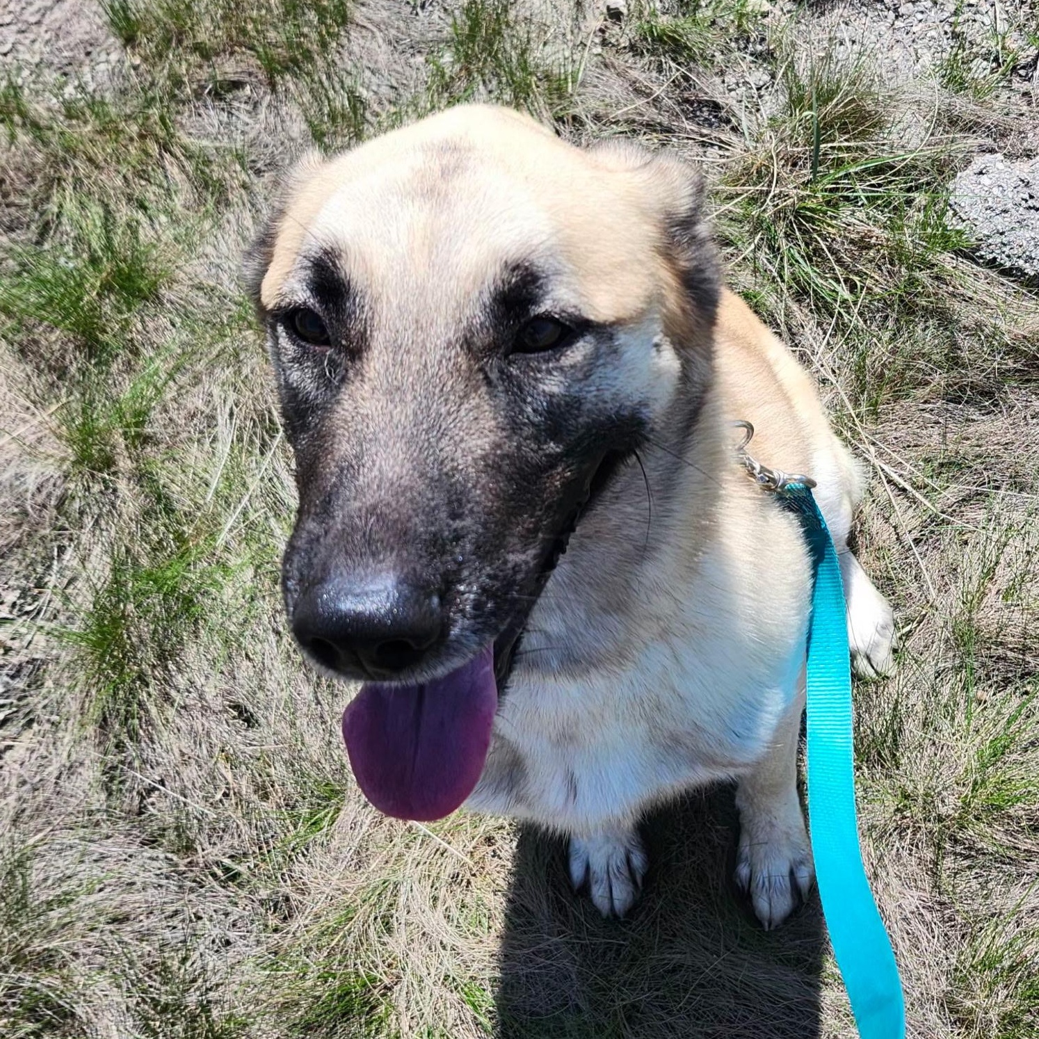 SLATER, a Adoptable German Shepherd Dog in Weatherford, TX image 4/4