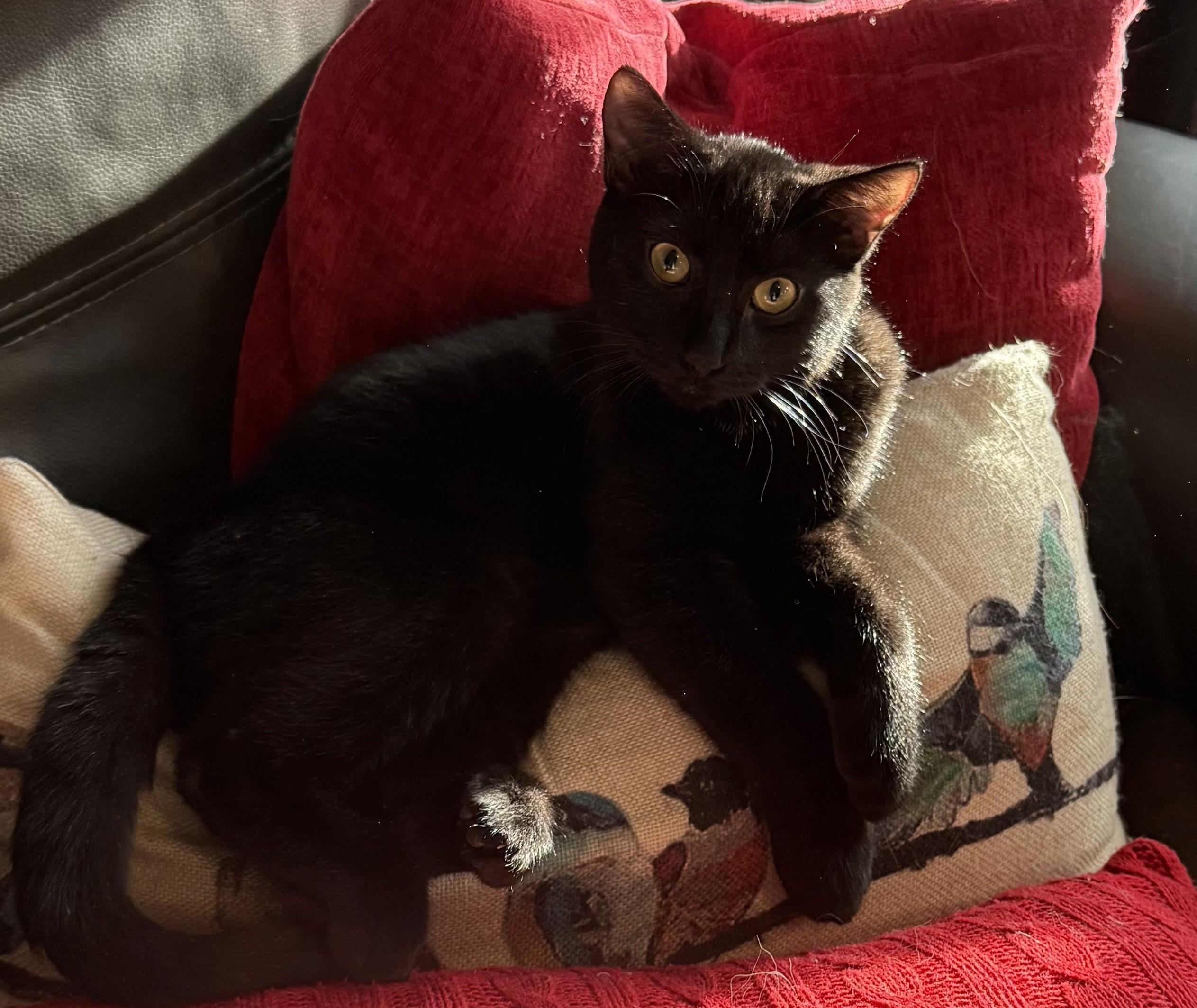 Enlarge Hyde, an adopted Domestic Short Hair in Pierre, SD image 1/1