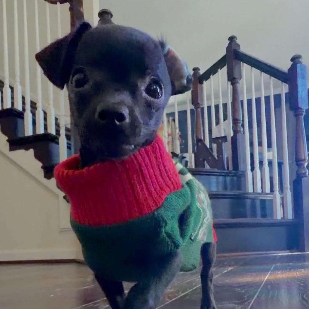 Frijolito, Adoptable, Puppy Male Chihuahua.