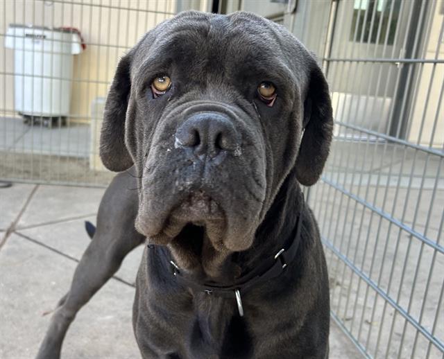 GOLIATH, Adoptable, Young Male Neapolitan Mastiff.