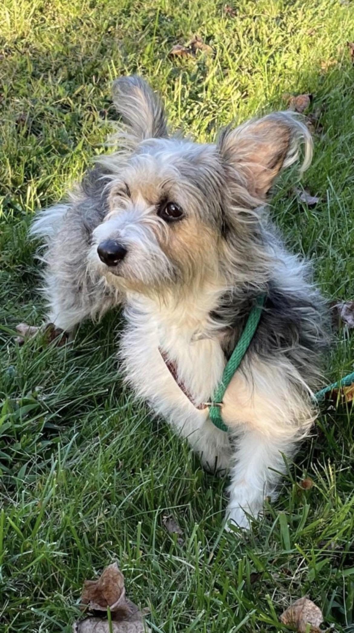 Sully, ADOPTABLE, Young Female Yorkshire Terrier & Corgi.