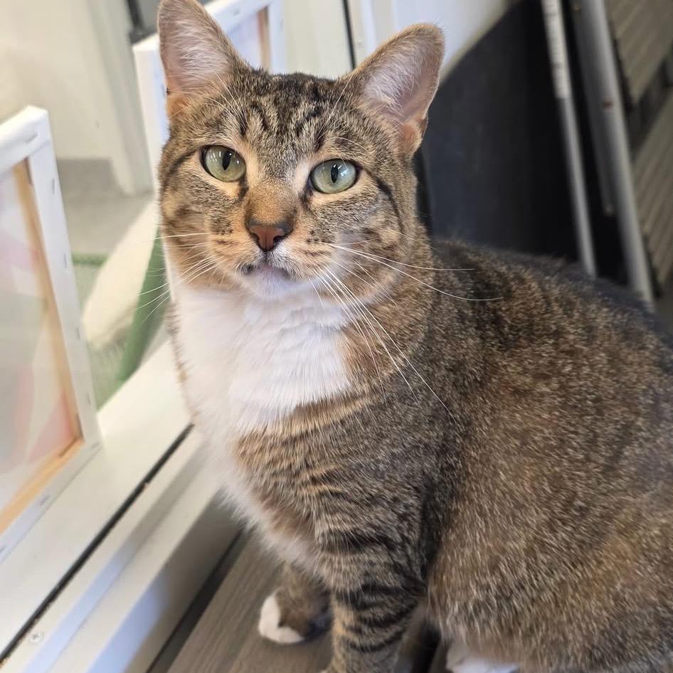 Enlarge Flossie, a Adoptable Domestic Short Hair in Wheeling, IL image 1/6