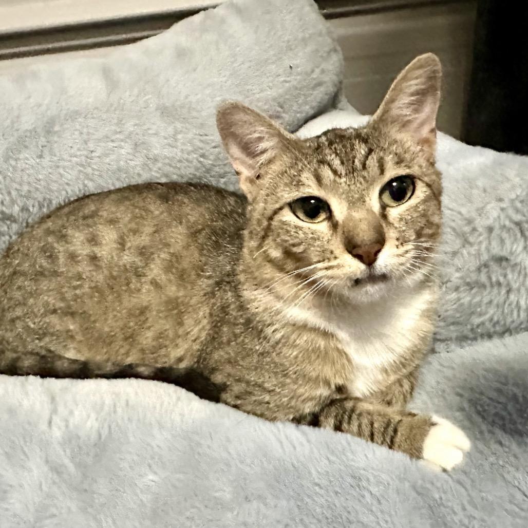 Enlarge Flossie, a Adoptable Domestic Short Hair in Wheeling, IL image 1/6