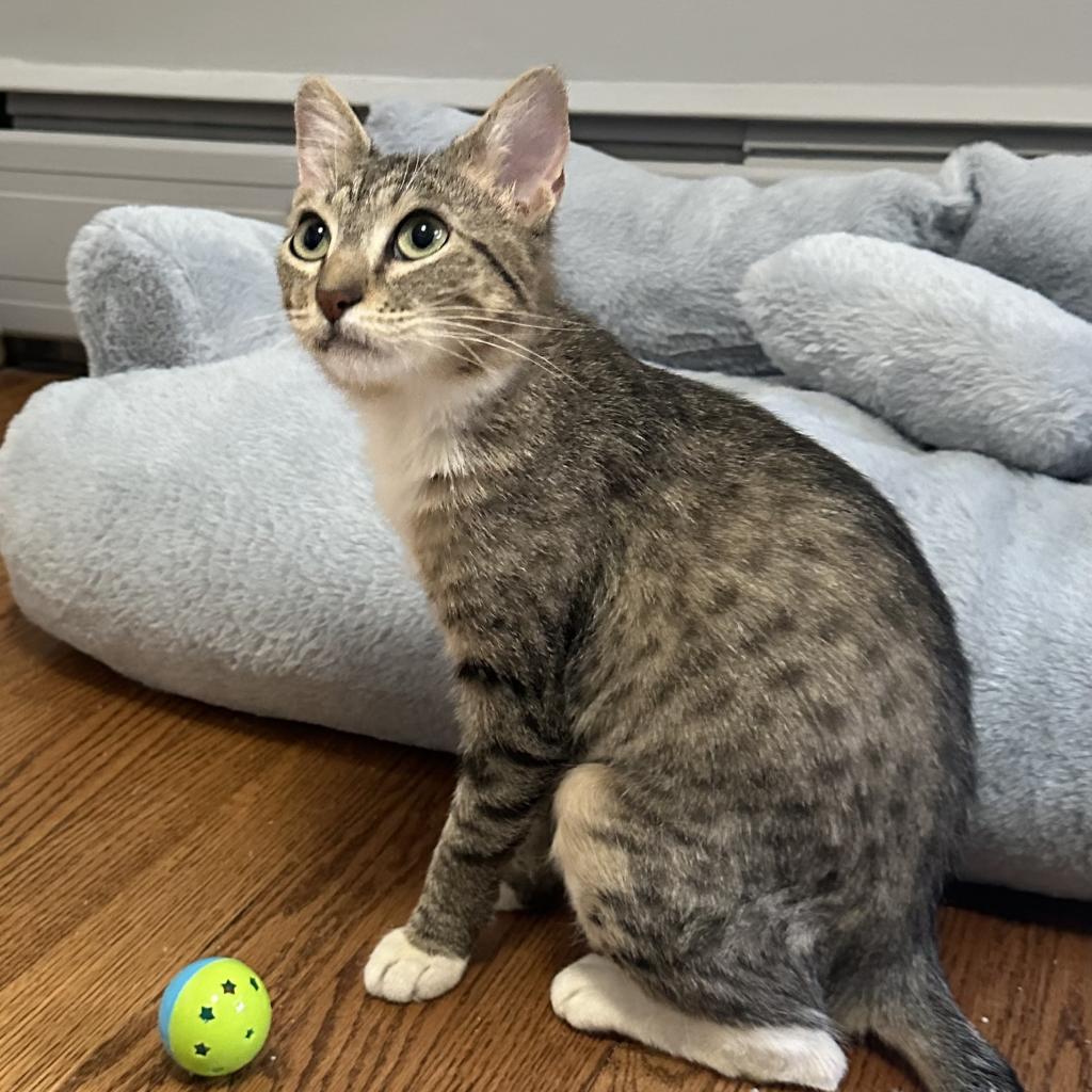 Enlarge Flossie, a Adoptable Domestic Short Hair in Wheeling, IL image 2/6