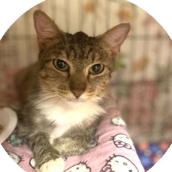 Enlarge Flossie, a Adoptable Domestic Short Hair in Wheeling, IL image 3/6