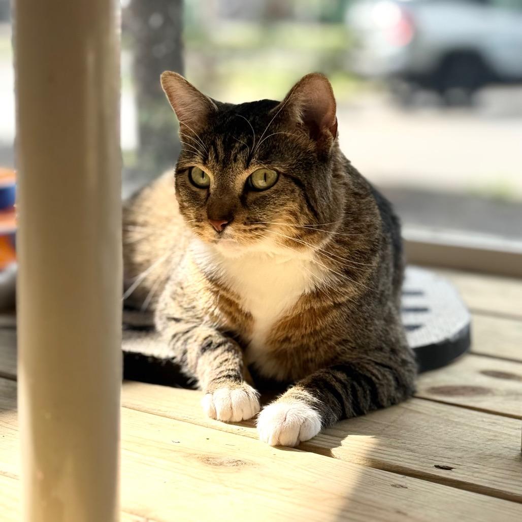 Enlarge Flossie, a Adoptable Domestic Short Hair in Wheeling, IL image 4/6