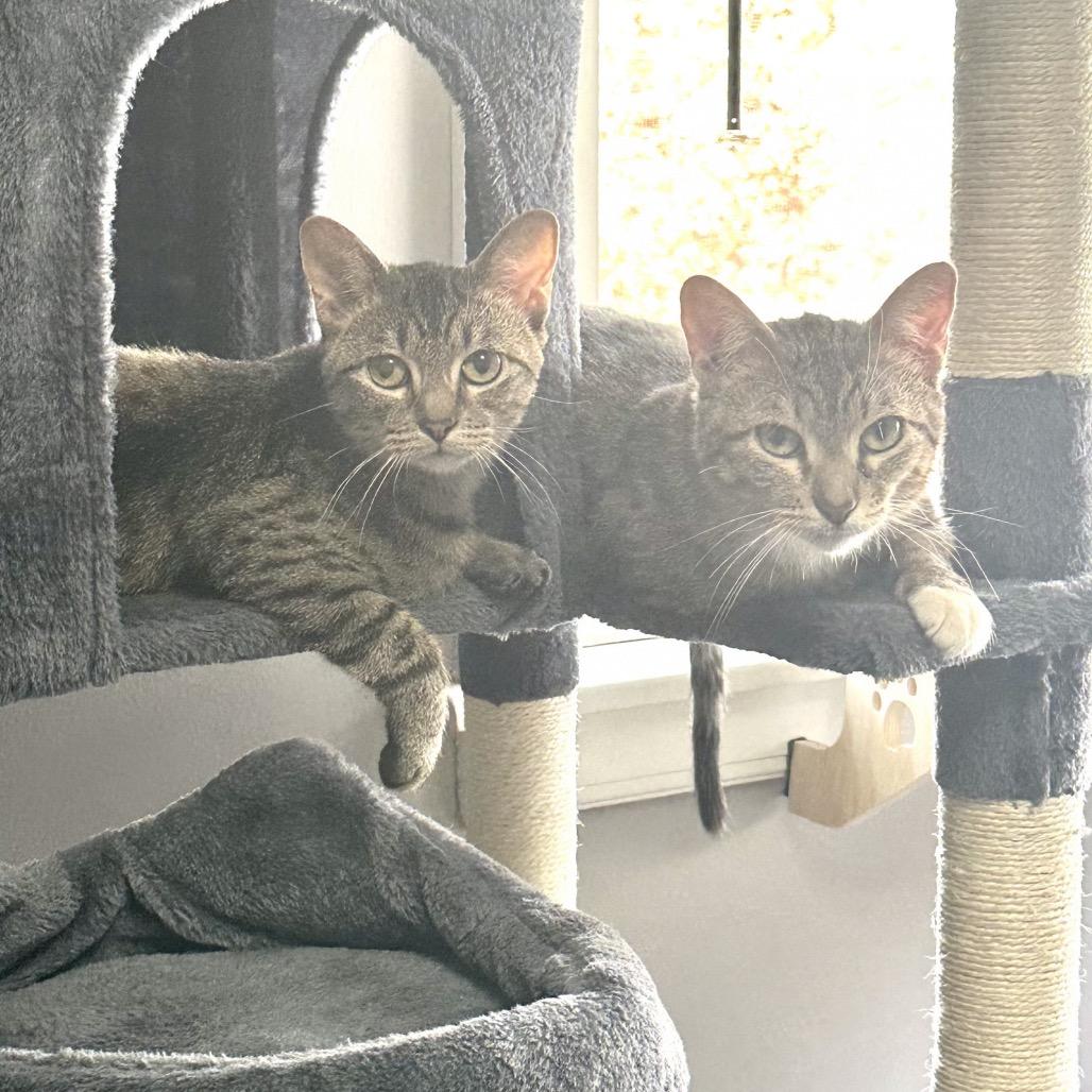 Enlarge Flossie, a Adoptable Domestic Short Hair in Wheeling, IL image 6/6