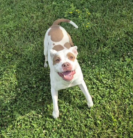 SERENA, Adoptable, Adult Female Pit Bull Terrier.