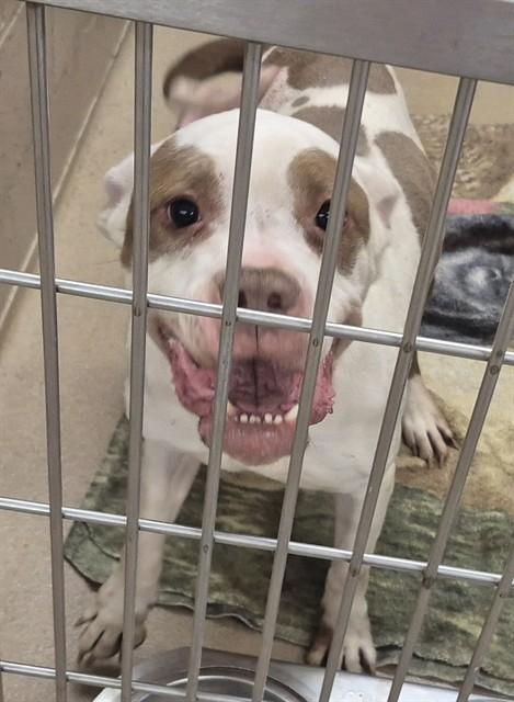 SERENA, Adoptable, Adult Female Pit Bull Terrier.