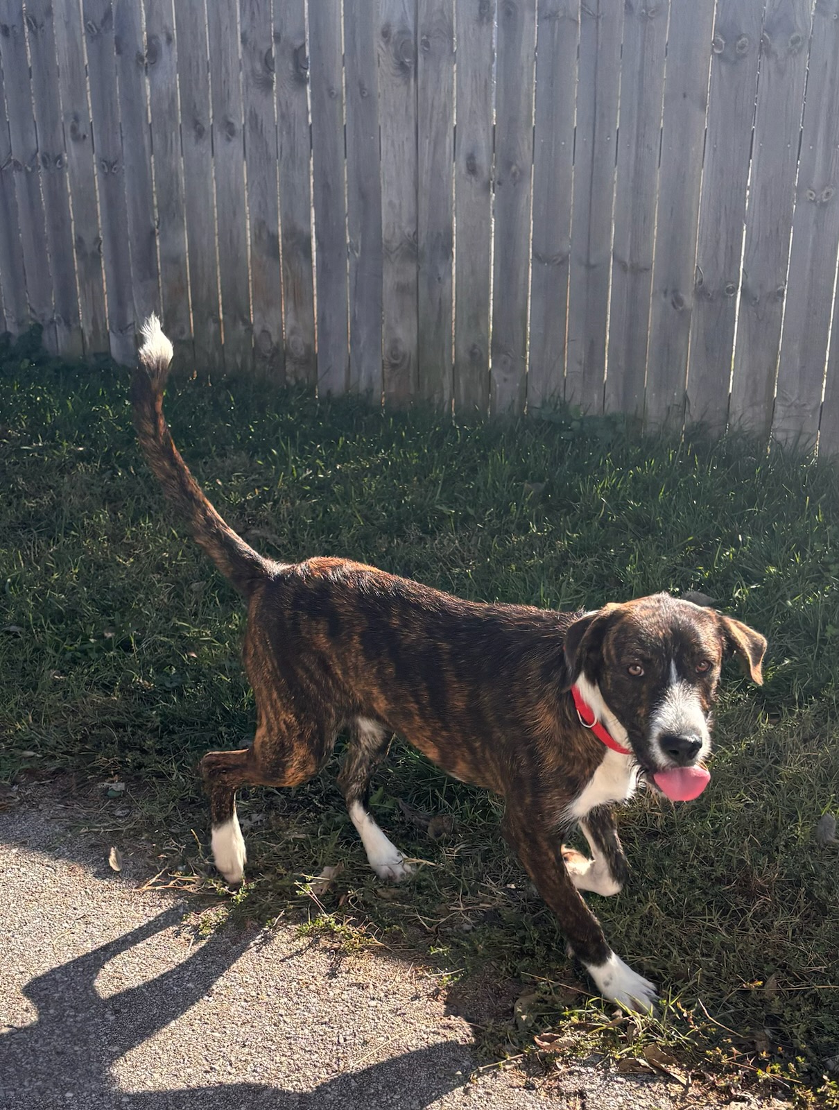 Dog for adoption Benjamin, a Terrier & Schnauzer Mix in Lexington, KY