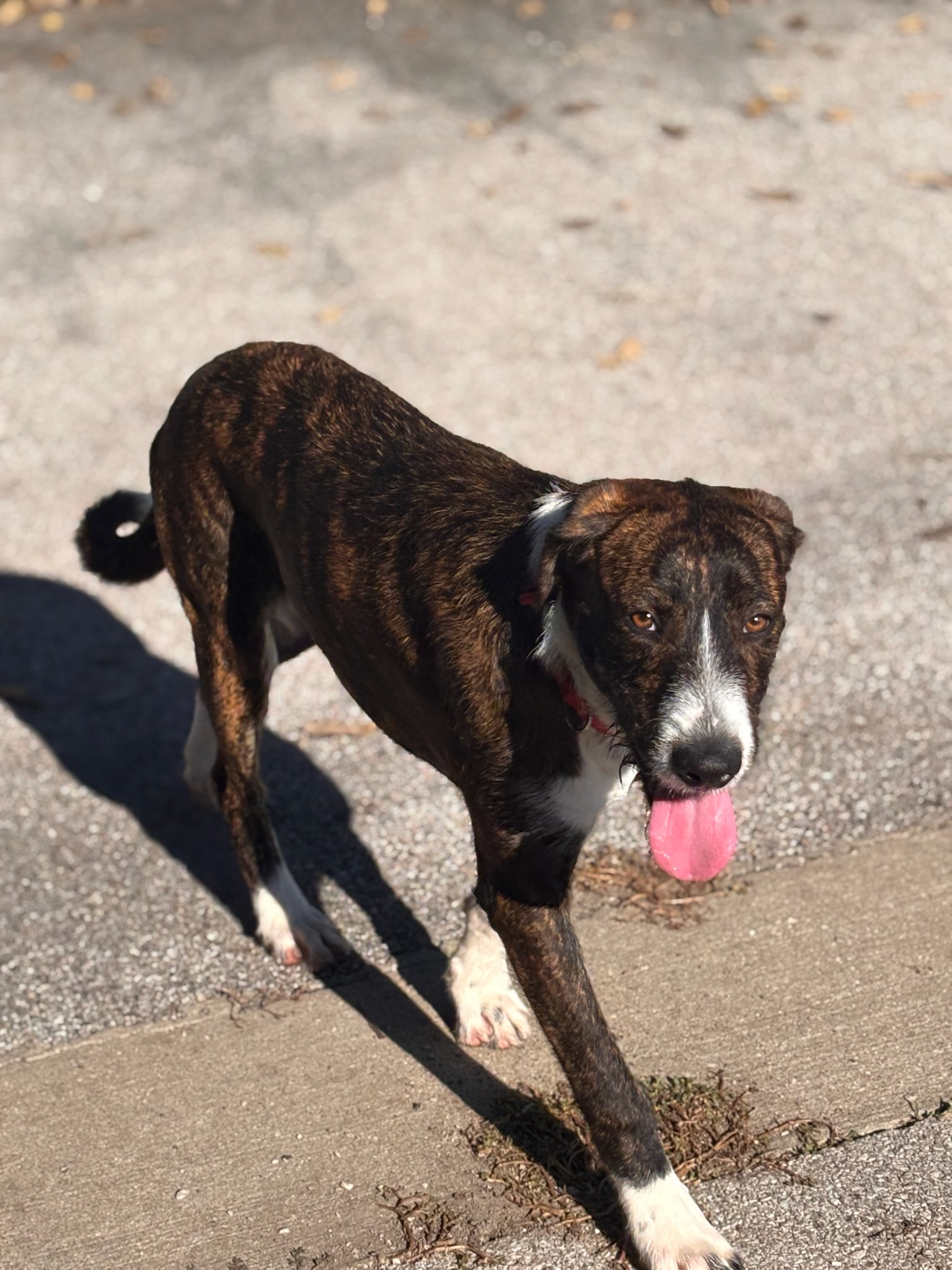 Dog for adoption Benjamin, a Terrier & Schnauzer Mix in Lexington, KY