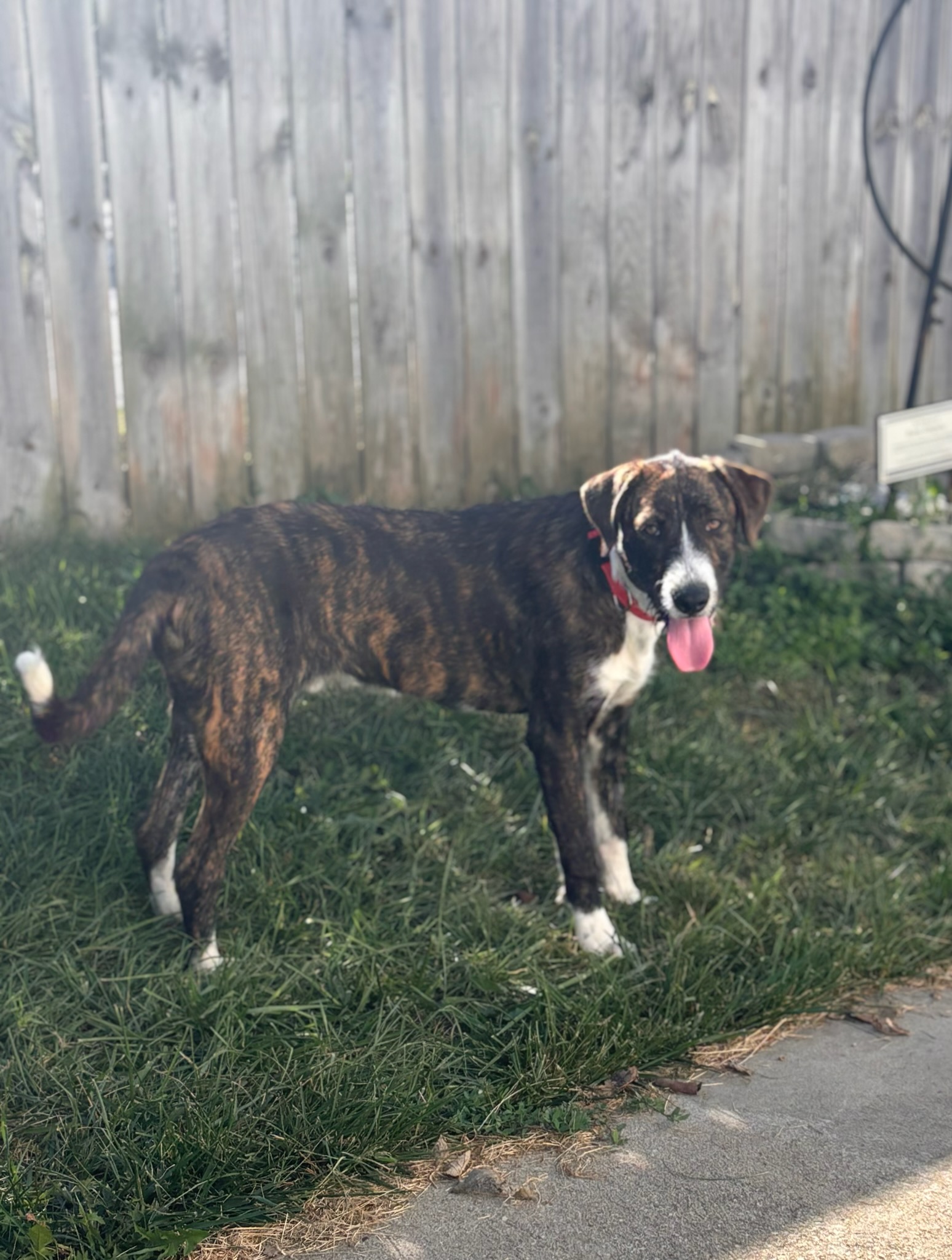 Dog for adoption Benjamin, a Terrier & Schnauzer Mix in Lexington, KY