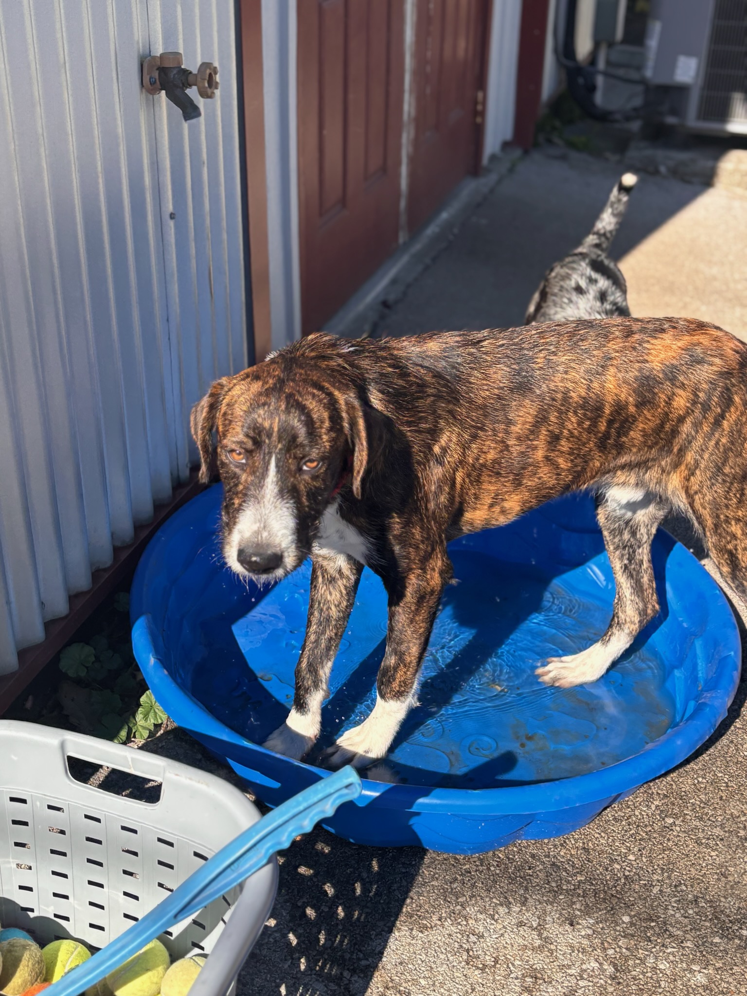 Dog for adoption Benjamin, a Terrier & Schnauzer Mix in Lexington, KY