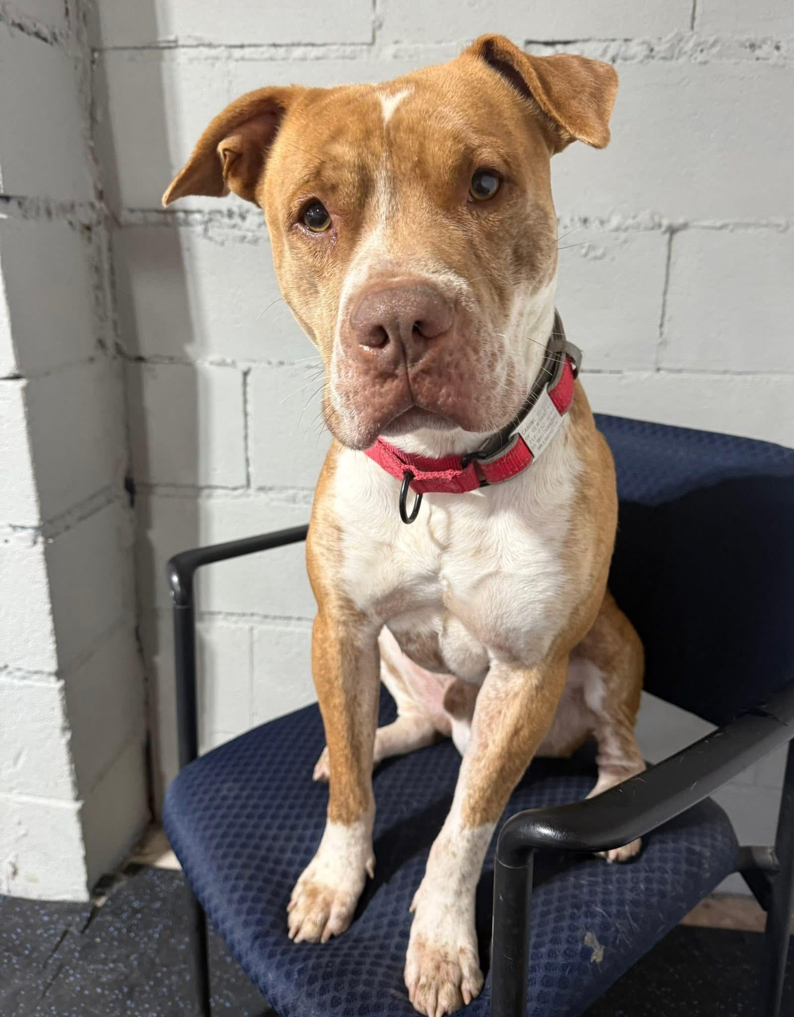Gus, Adoptable, Young Male Pit Bull Terrier.