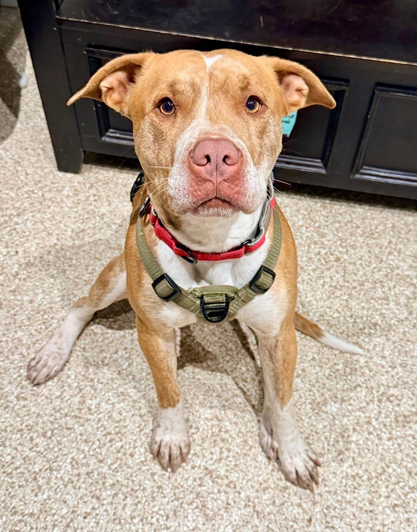 Enlarge Gus, a Adoptable Pit Bull Terrier in Dillsburg, PA image 2/6