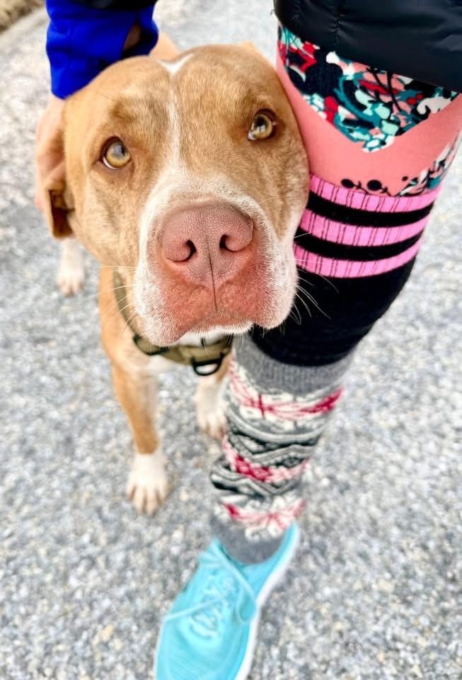 Enlarge Gus, a Adoptable Pit Bull Terrier in Dillsburg, PA image 4/6