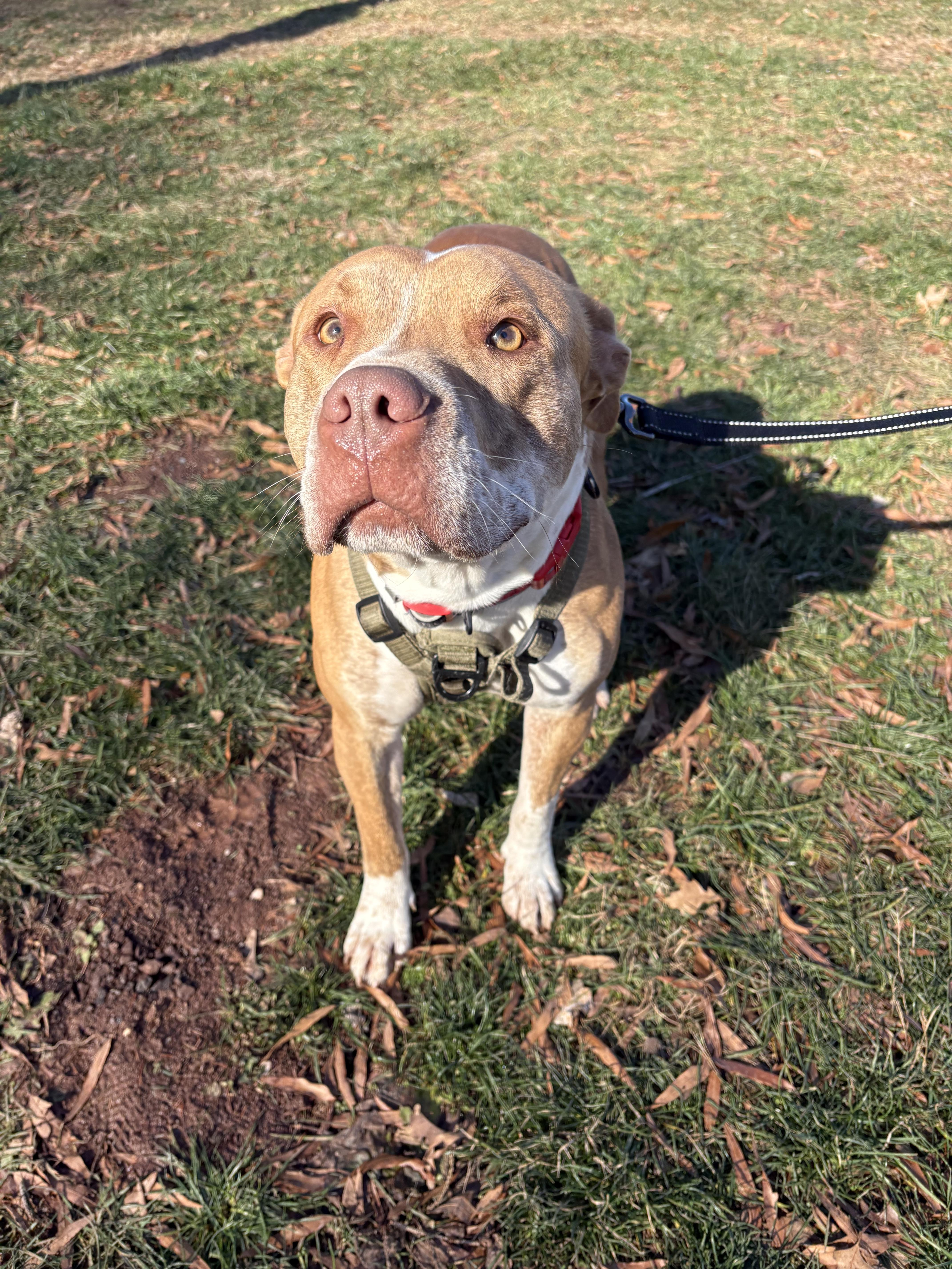 Enlarge Gus, a Adoptable Pit Bull Terrier in Dillsburg, PA image 6/6