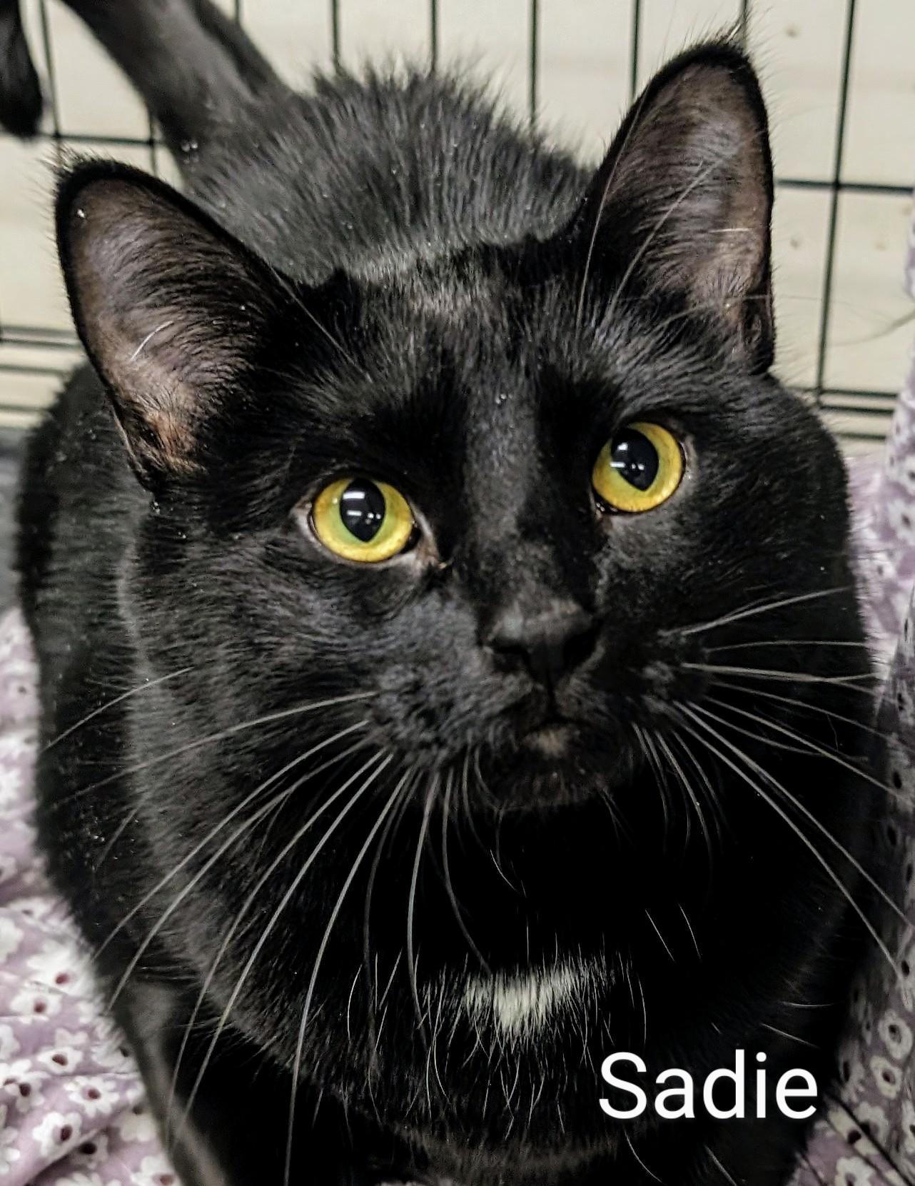 Sadie, Adoptable, Adult Female Domestic Short Hair.