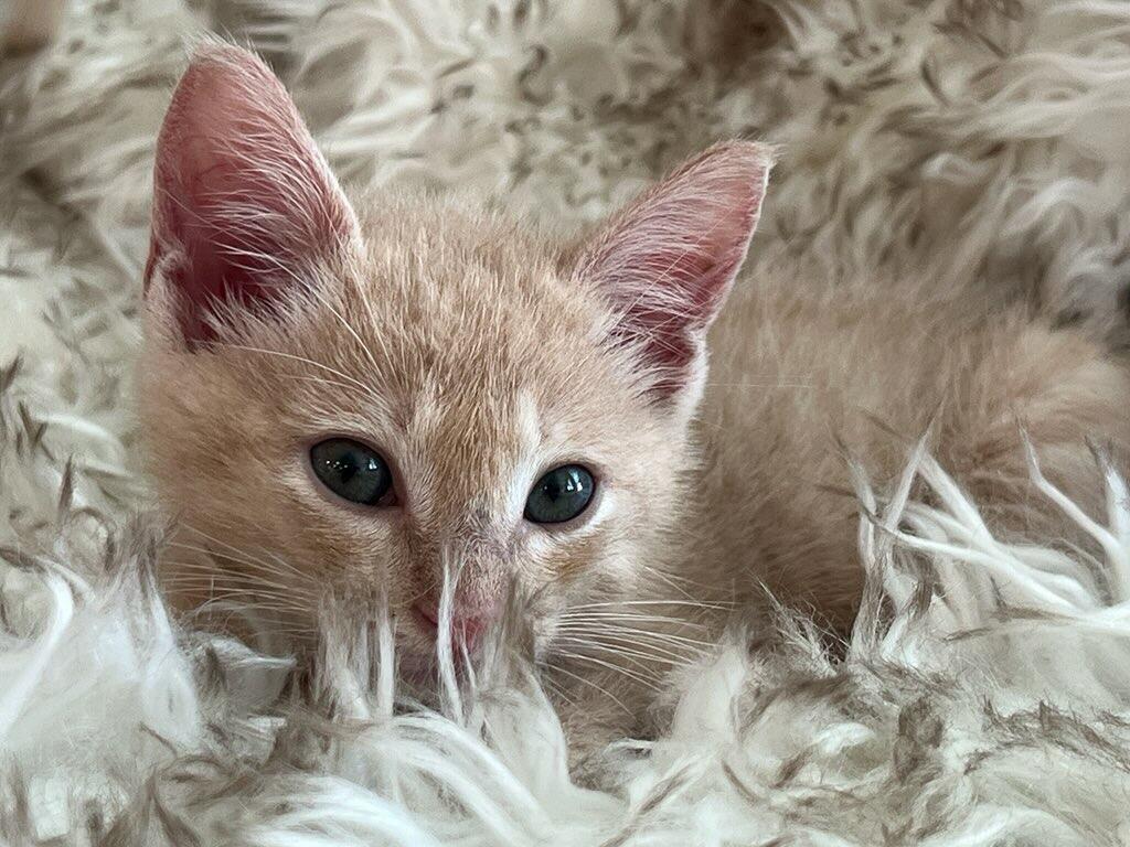 Enlarge Peri, a ADOPTABLE Domestic Short Hair in Terrell, TX image 2/5