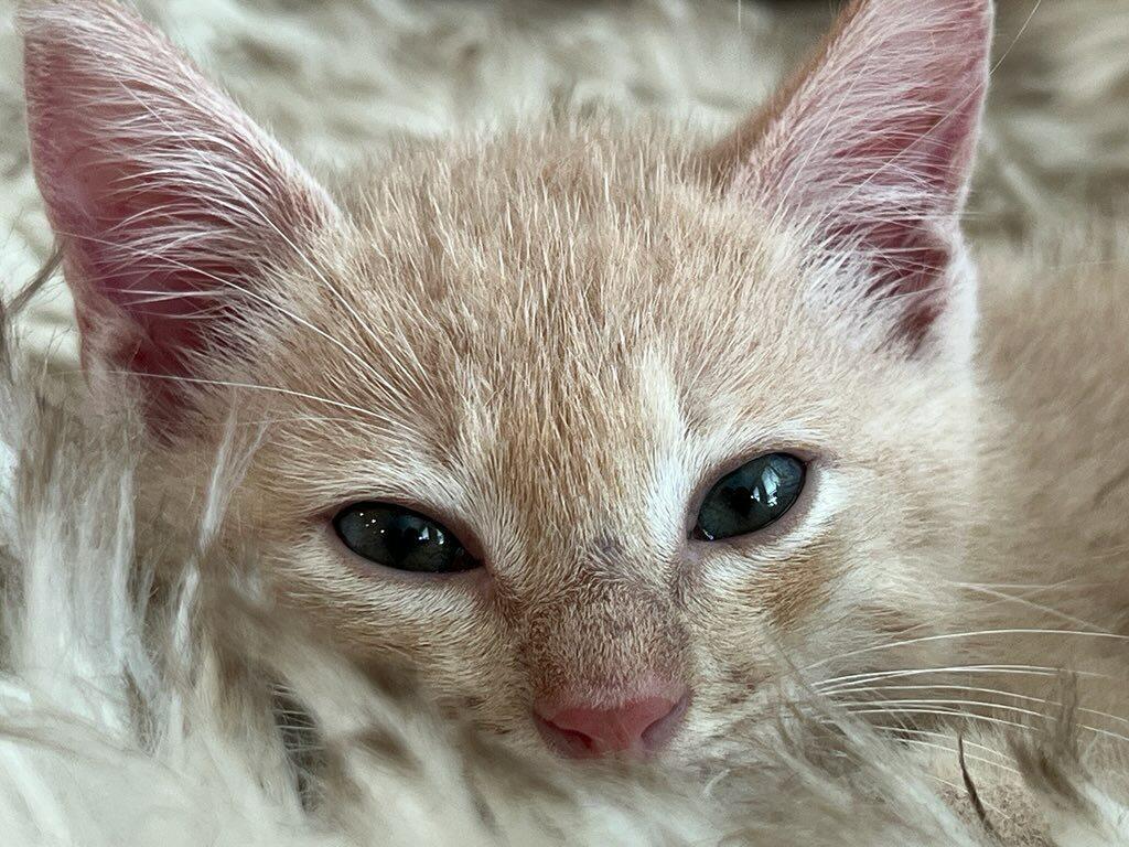Enlarge Peri, a ADOPTABLE Domestic Short Hair in Terrell, TX image 4/5