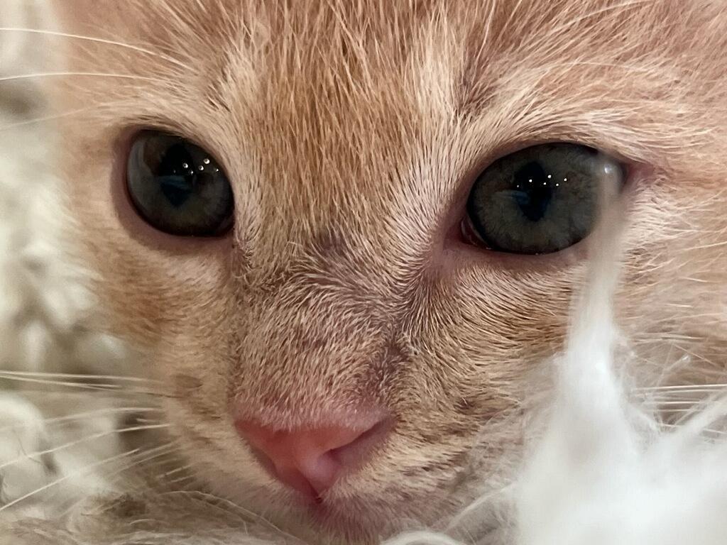 Enlarge Peri, a ADOPTABLE Domestic Short Hair in Terrell, TX image 5/5
