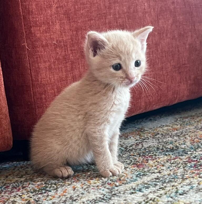 Enlarge Peri, a ADOPTABLE Domestic Short Hair in Terrell, TX image 1/5