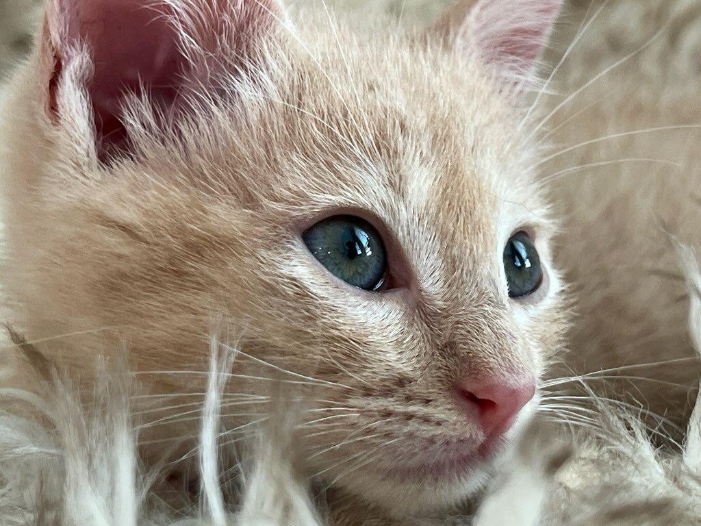 Enlarge Peri, a ADOPTABLE Domestic Short Hair in Terrell, TX image 3/5