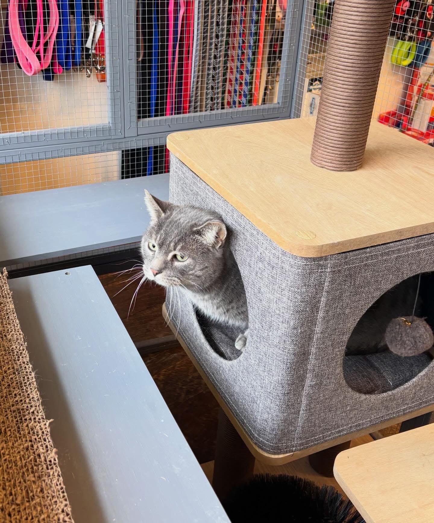 Enlarge Ash, a ADOPTABLE Domestic Short Hair in Rochester, NY image 2/4