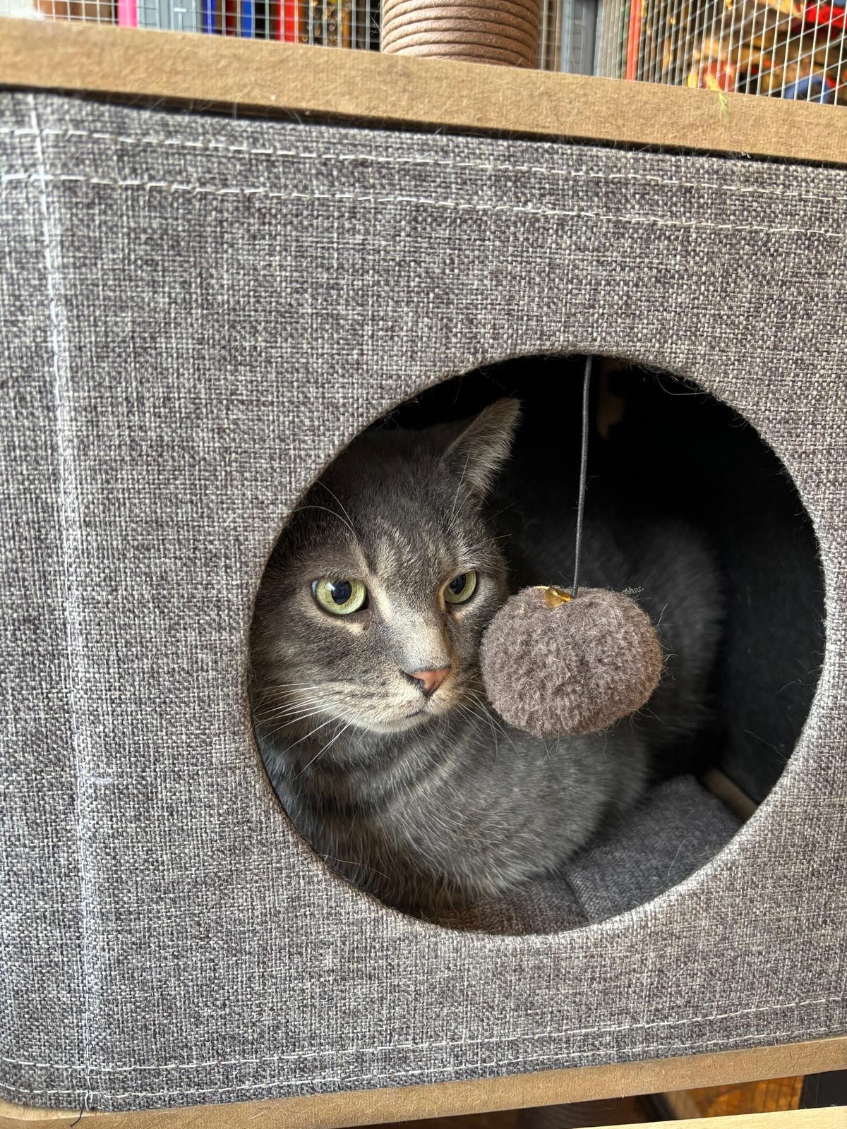 Enlarge Ash, a ADOPTABLE Domestic Short Hair in Rochester, NY image 1/4