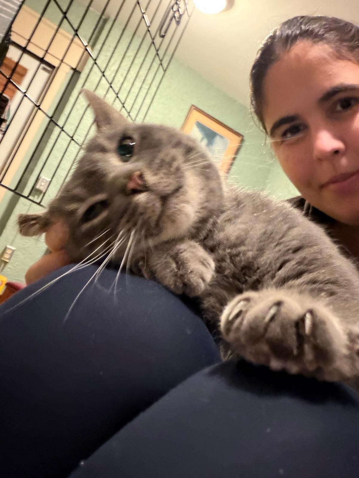 Enlarge Ash, a ADOPTABLE Domestic Short Hair in Rochester, NY image 4/4