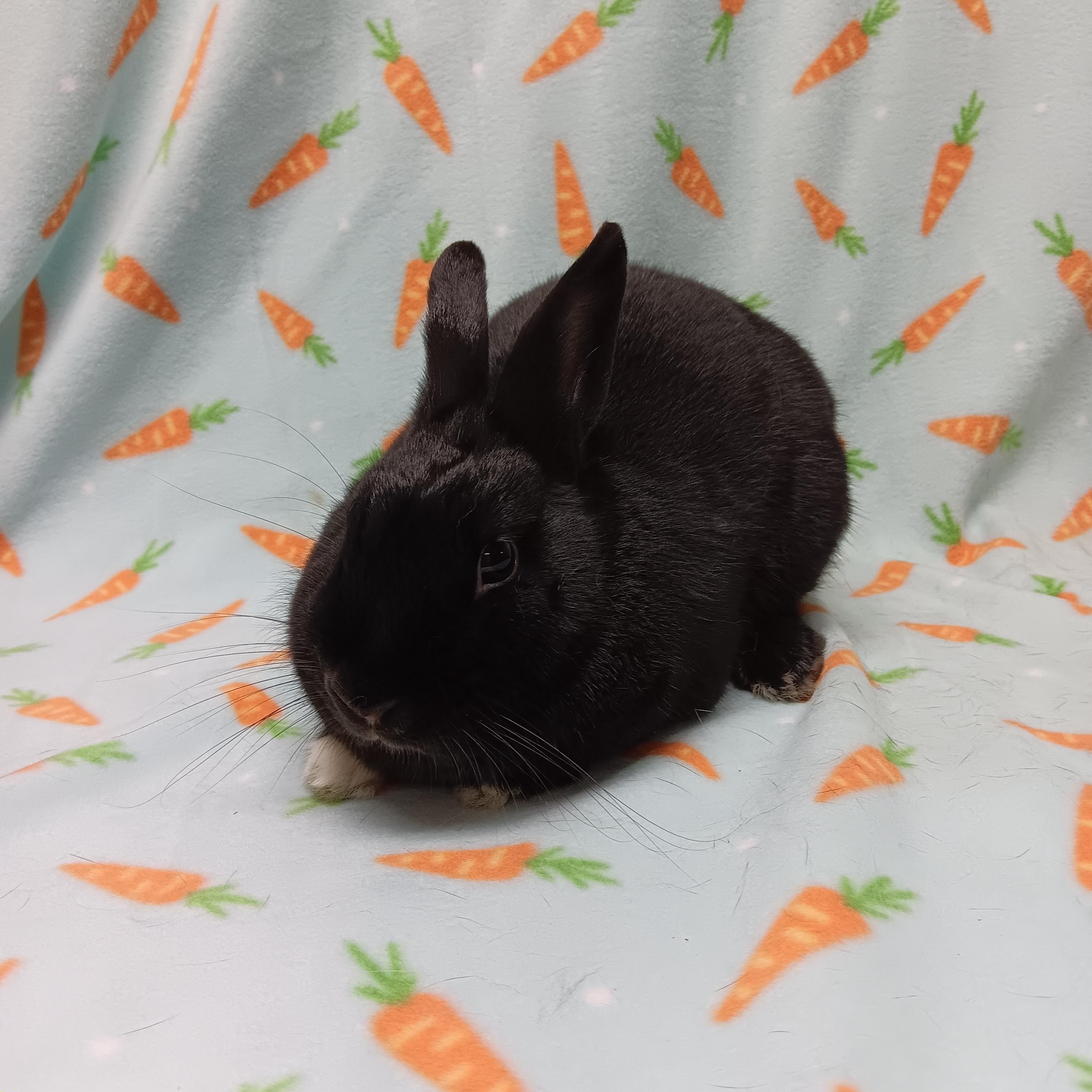 Enlarge Omelet, a ADOPTABLE Bunny Rabbit in Harrisburg, PA image 2/3