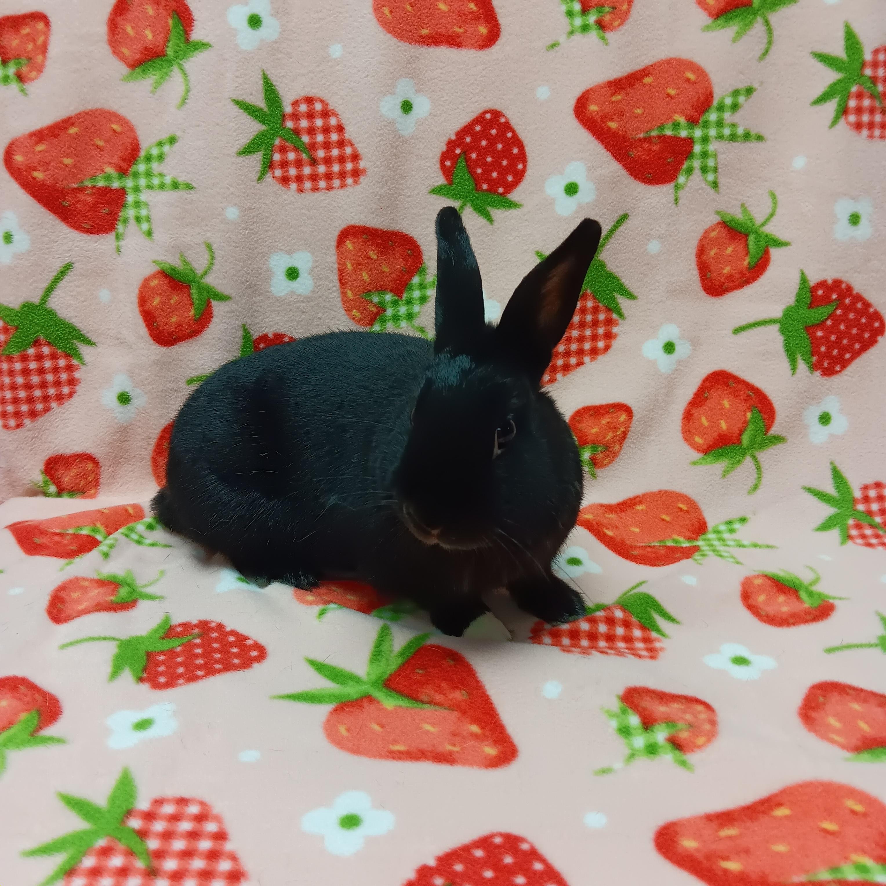 Enlarge Omelet, a ADOPTABLE Bunny Rabbit in Harrisburg, PA image 3/3