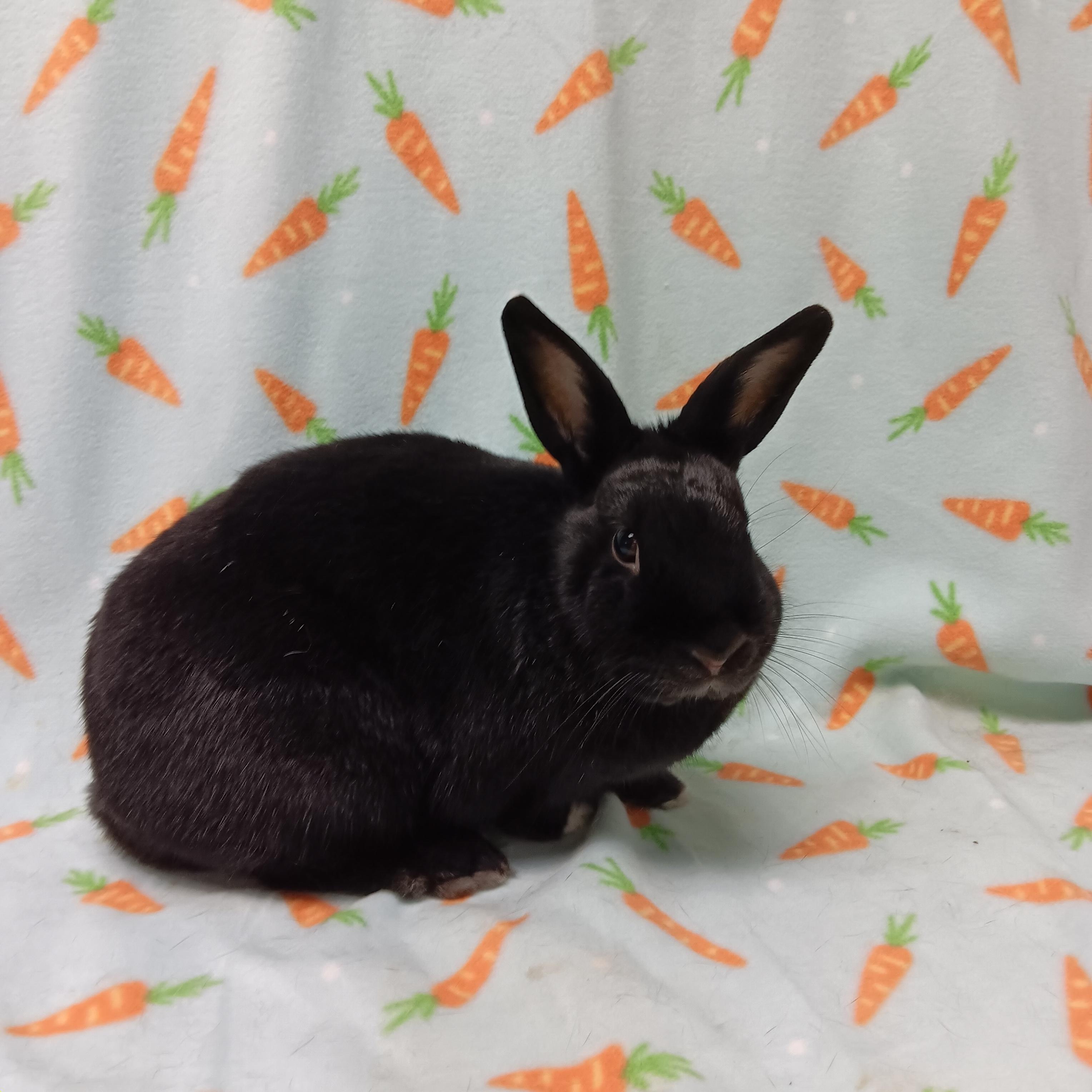 Omelet, ADOPTABLE, Adult Male Bunny Rabbit.