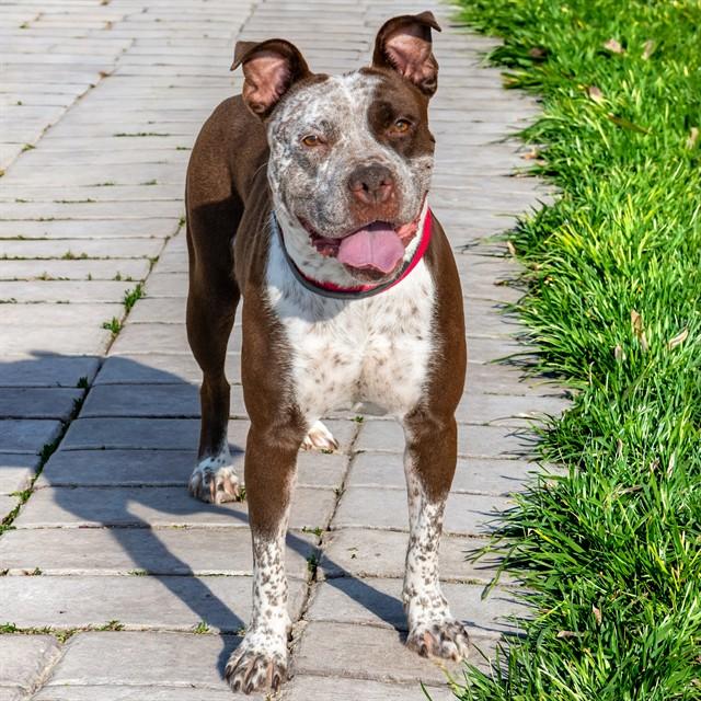 Enlarge MILK DUDS, a Adoptable mixed breed in Saint Louis, MO image 1/1
