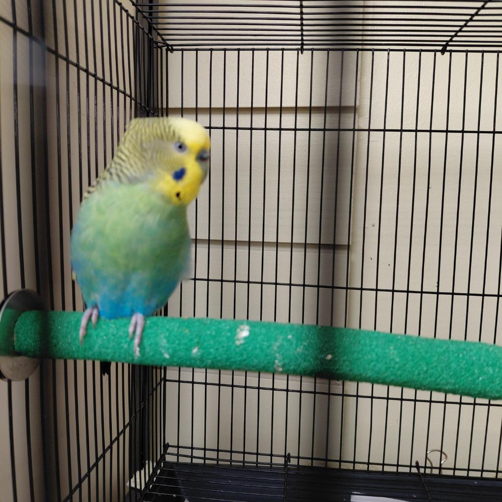 06, Adoptable, Young Male Parakeet (Other).