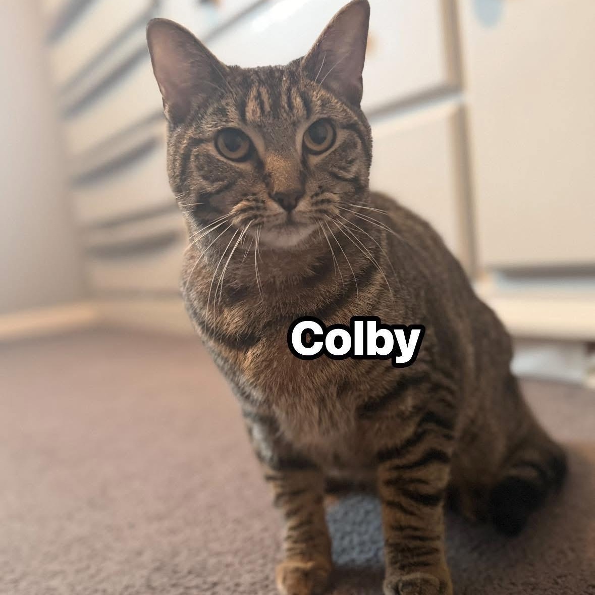 Colby, an adopted Domestic Short Hair in Wanaque, NJ image 2/2