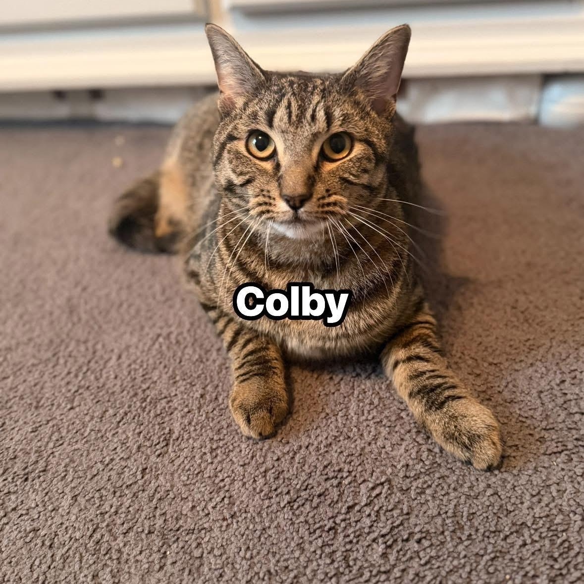 Colby, an adopted Domestic Short Hair in Wanaque, NJ image 1/2
