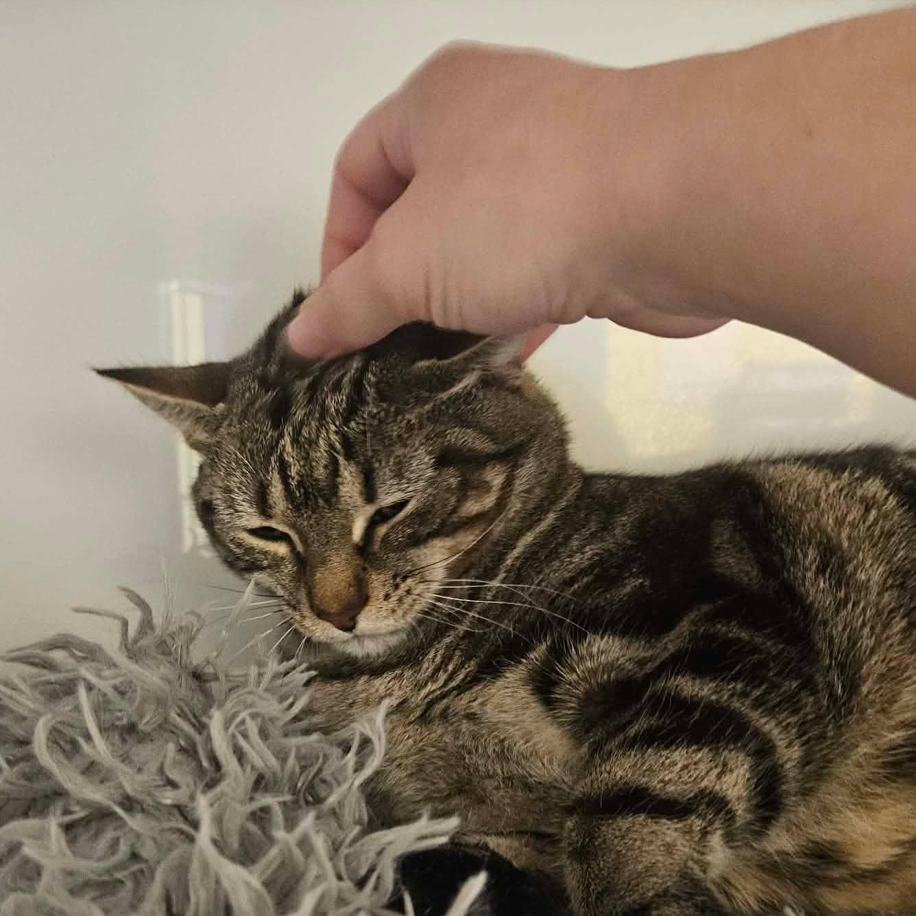 Lemon, a ADOPTABLE Tabby in Richboro, PA image 2/5