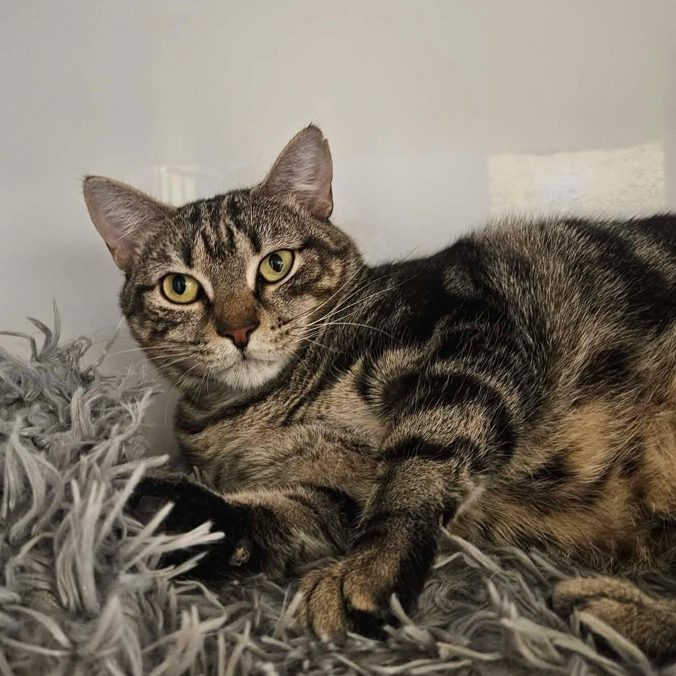 Lemon, a ADOPTABLE Tabby in Richboro, PA image 4/5