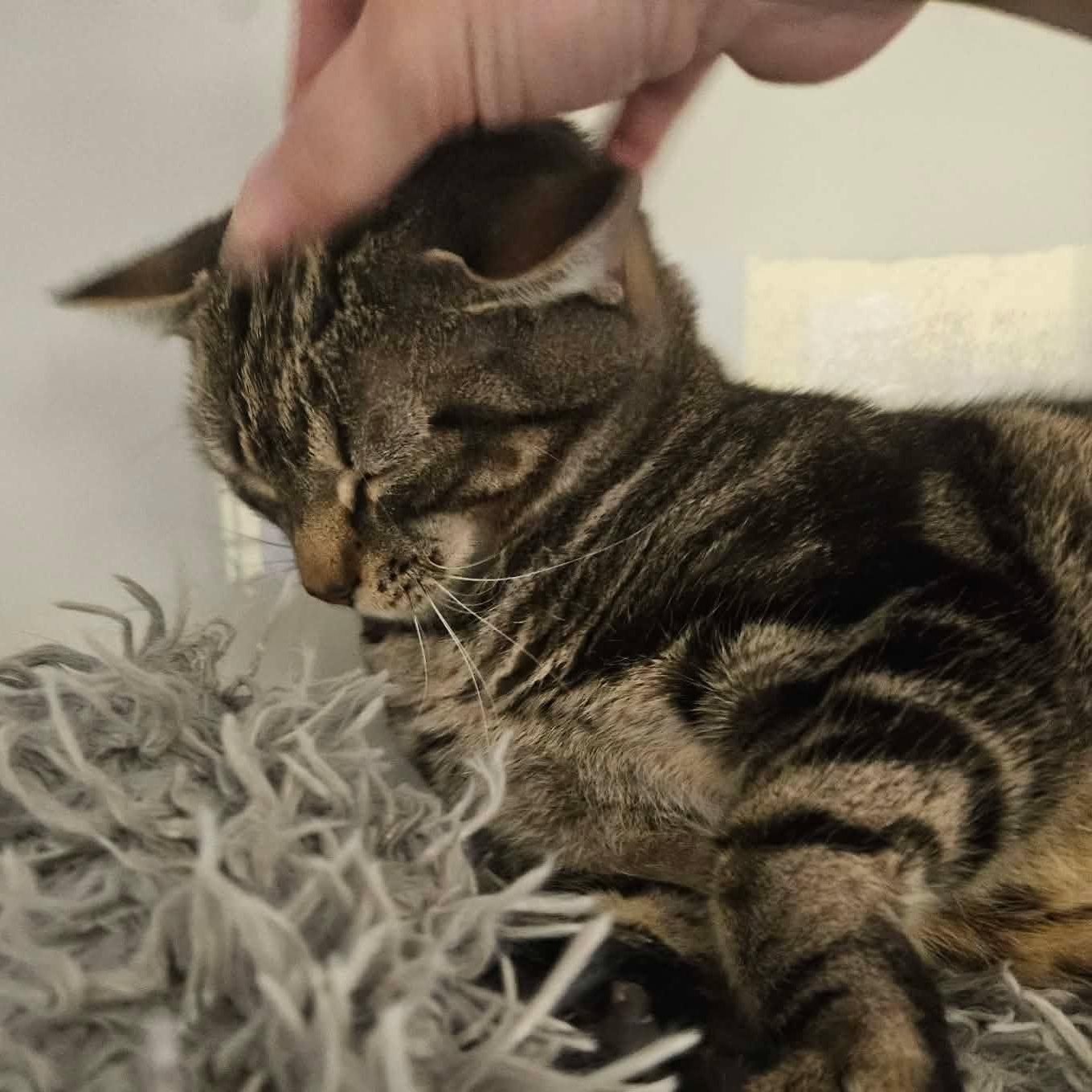 Lemon, a ADOPTABLE Tabby in Richboro, PA image 1/5