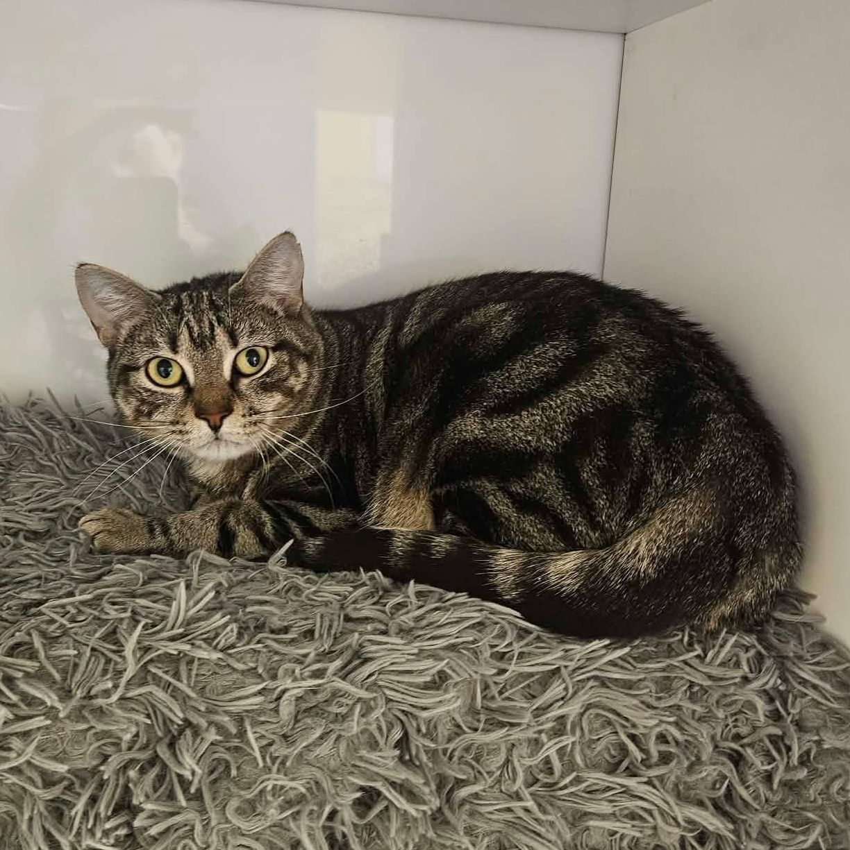 Lemon, a ADOPTABLE Tabby in Richboro, PA image 3/5