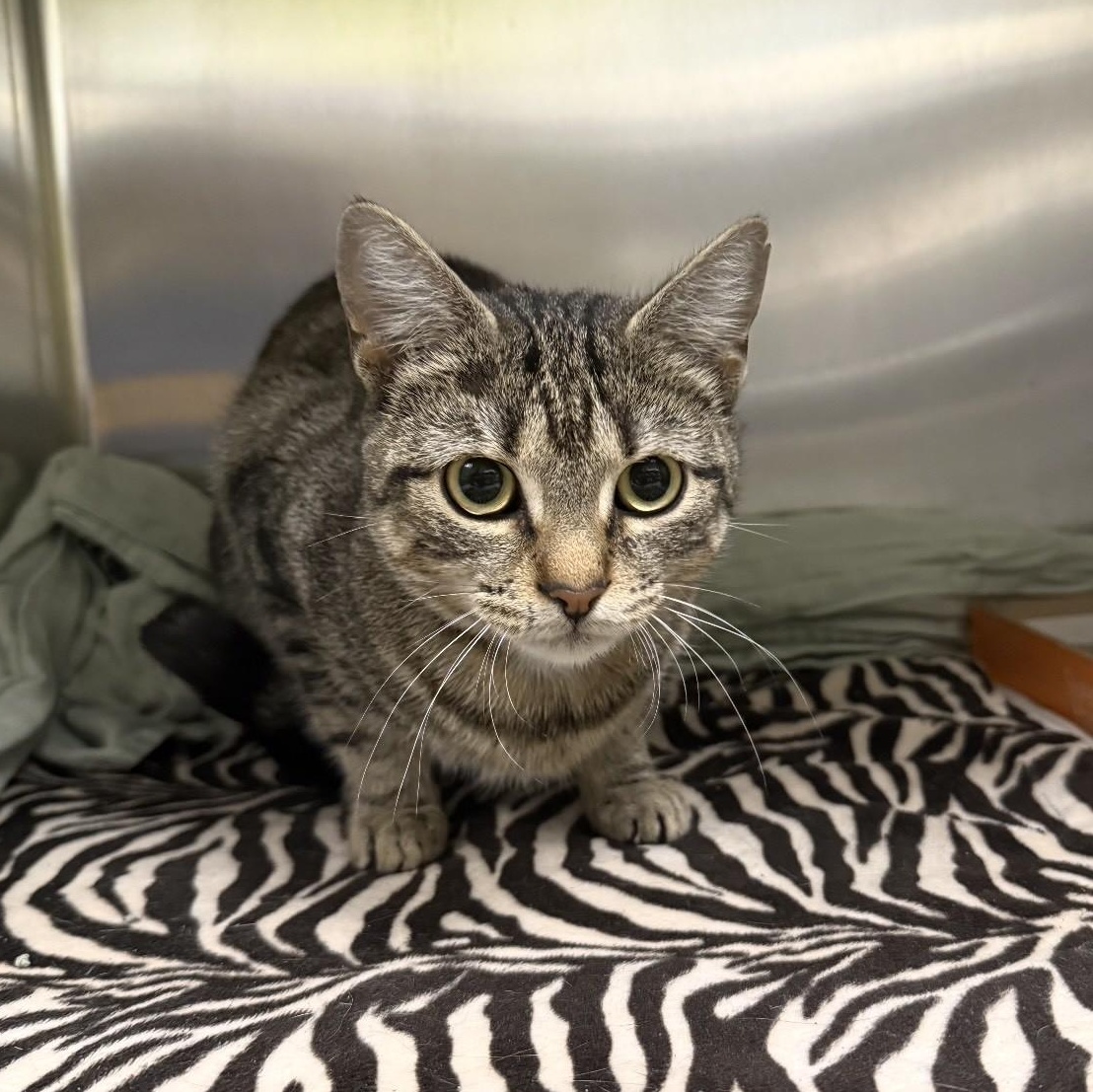 Lemon, a ADOPTABLE Tabby in Richboro, PA image 5/5