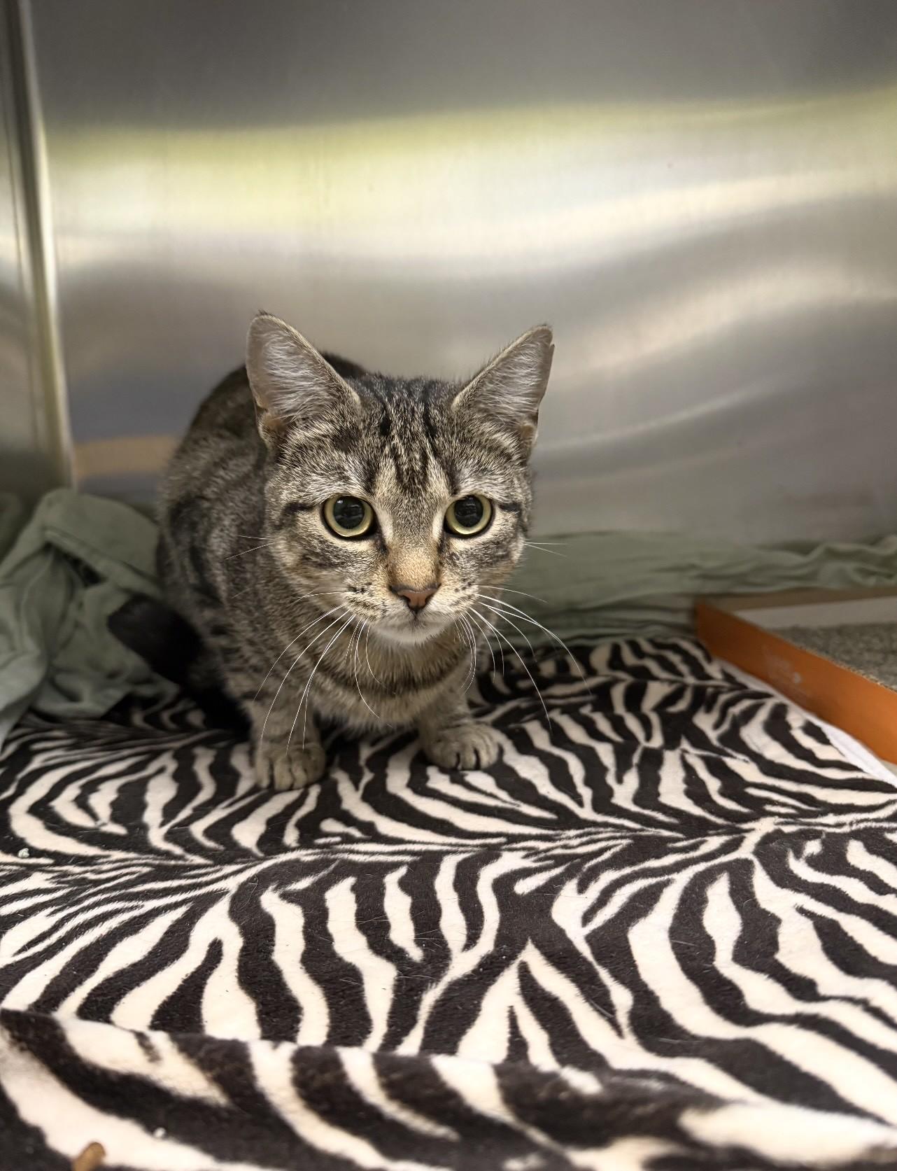 Enlarge Lemon, a ADOPTABLE Tabby in Richboro, PA image 1/1