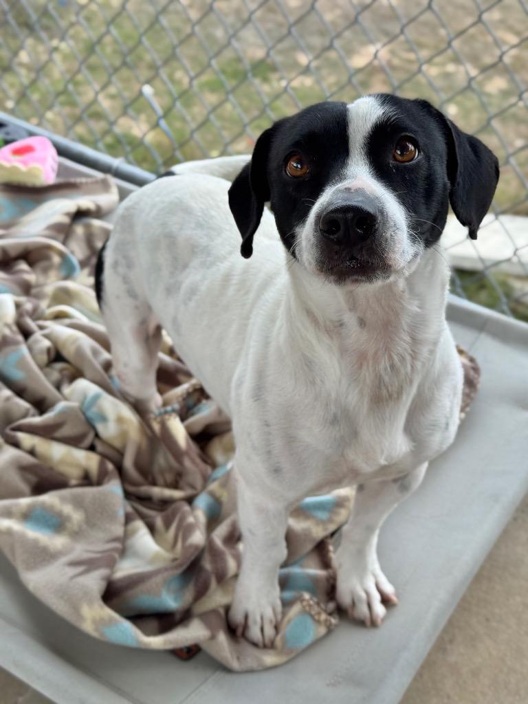 Enlarge Prince, a Adoptable Terrier in Canyon Lake, TX image 1/1