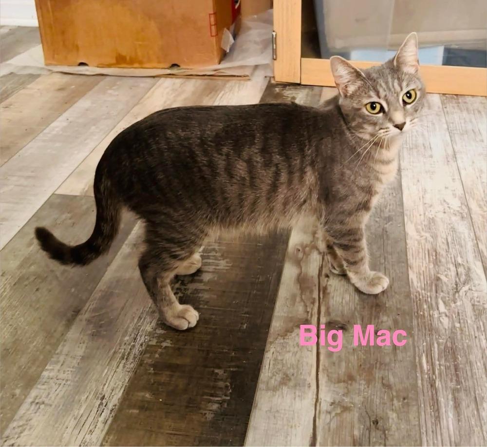 Big Mac, Adoptable, Adult Female Domestic Short Hair.