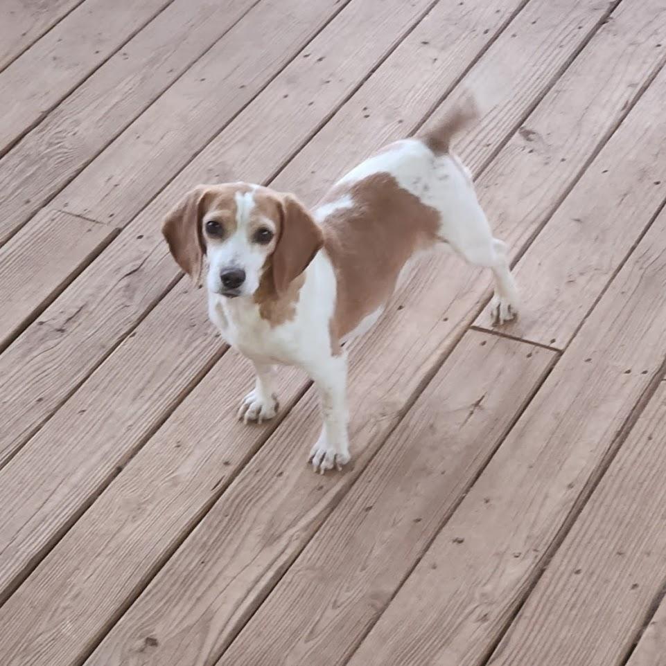 Enlarge Iris, a Adoptable Beagle in Valley Cottage, NY image 1/4