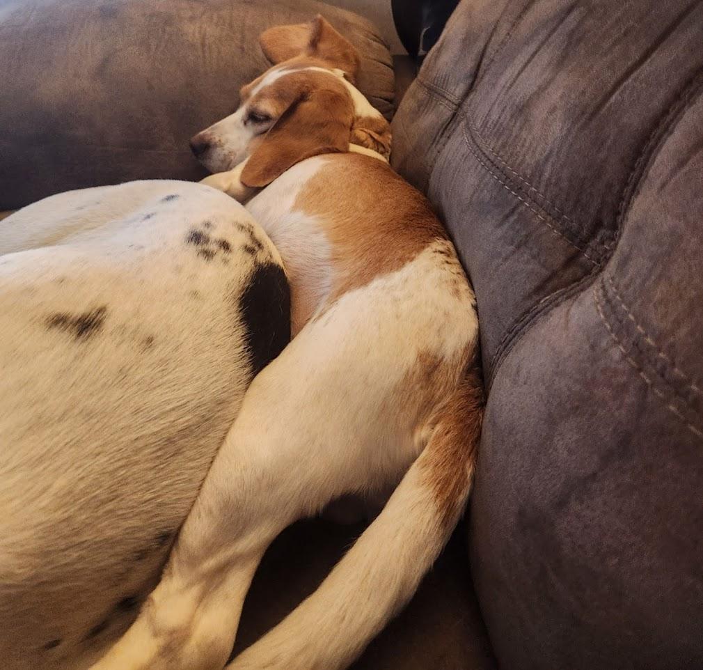 Enlarge Iris, a Adoptable Beagle in Valley Cottage, NY image 3/4